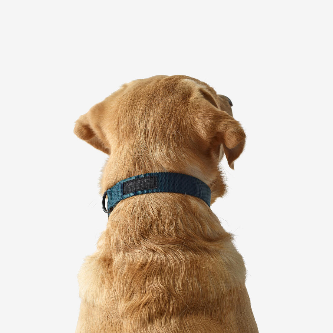 Collar Perro Solognac 100 Nailon Azul Ajustable Resistente - Image 2
