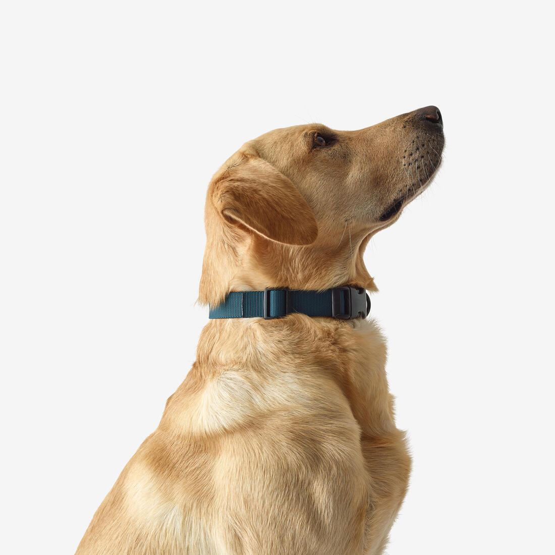 Collar Perro Solognac 100 Nailon Azul Ajustable Resistente - Image 3