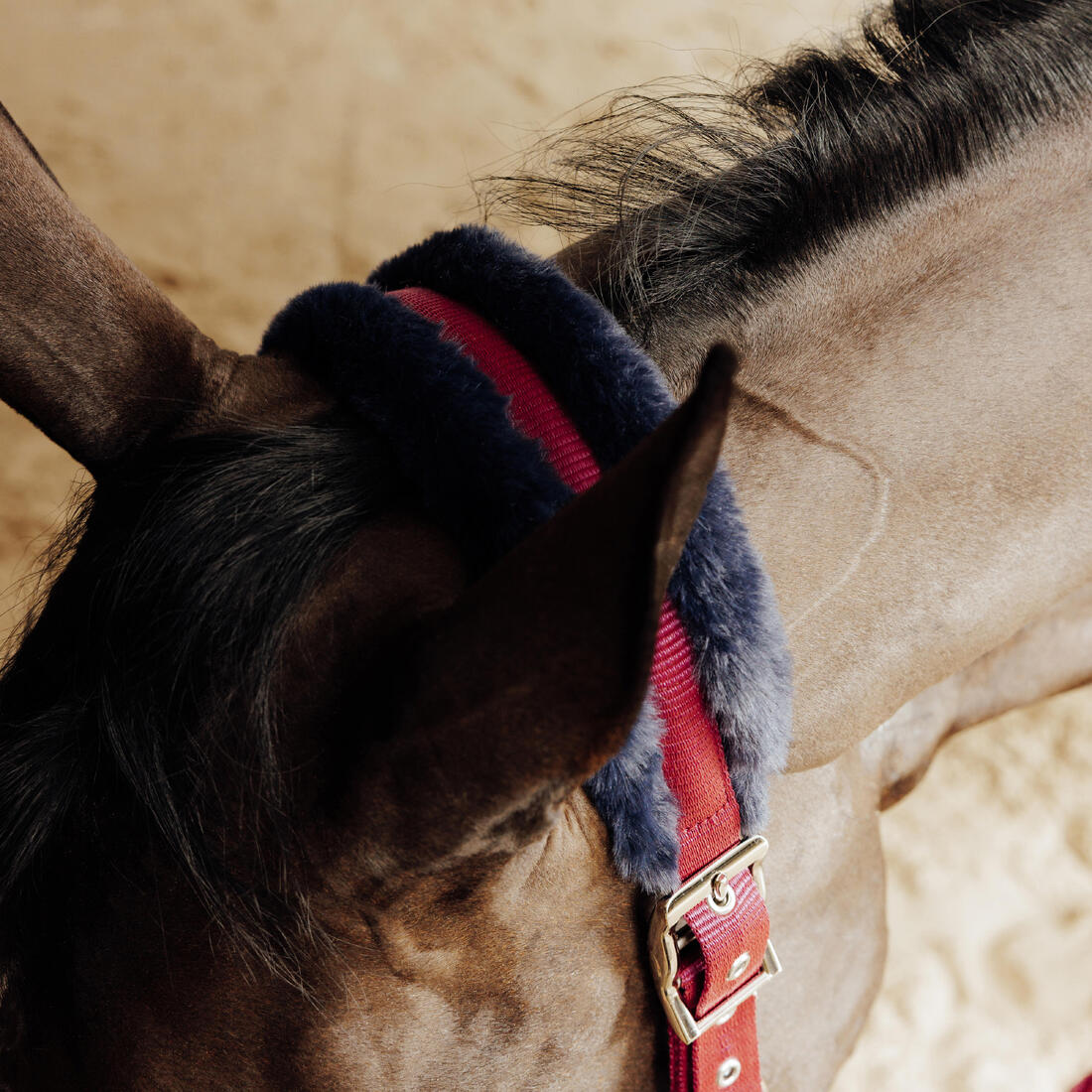 Kit Cabezada Cuadra + Ramal Equitación Caballo/Poni Terracota Azul Negro Confort - Image 4